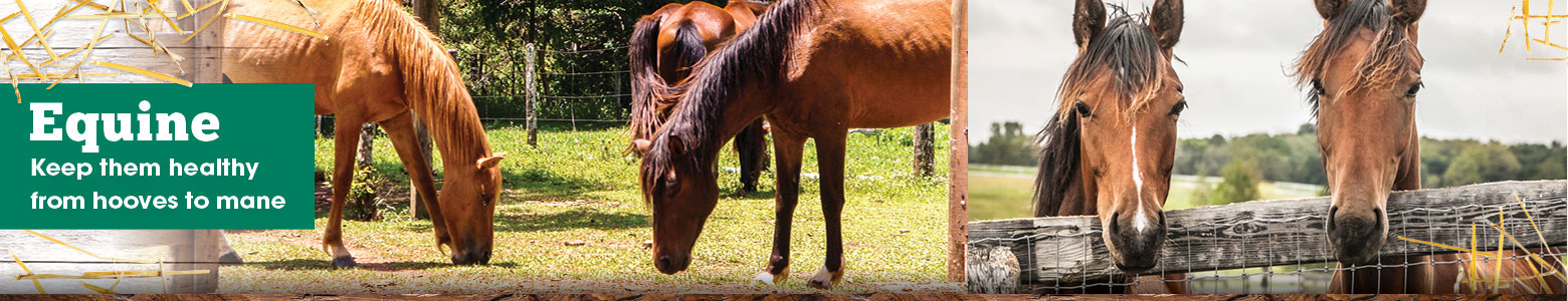 Equine Equine Header